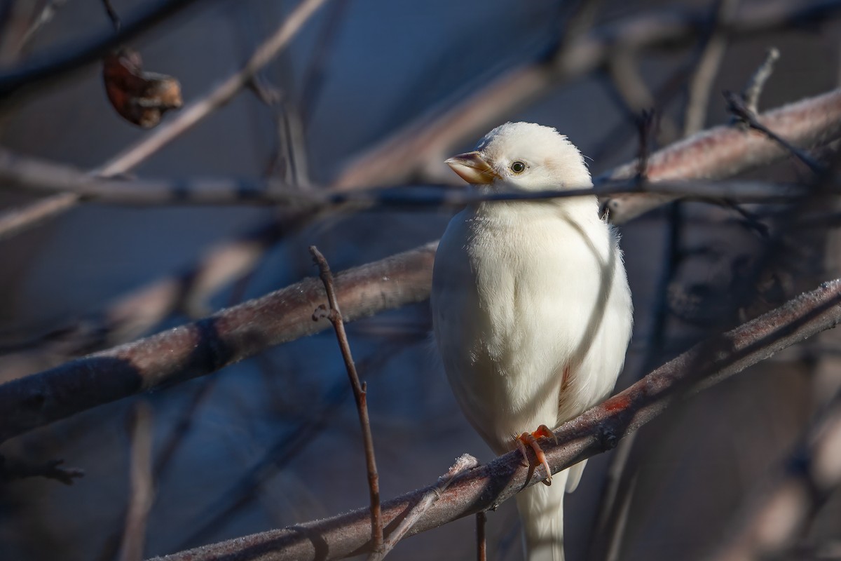 vrabec domácí - ML647062090