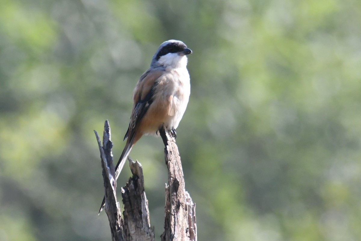 Antzandobi isats-luzea - ML647062096