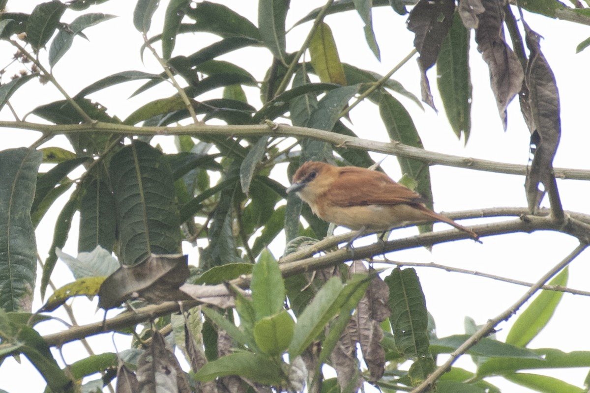 Cinnamon Becard - ML647062097