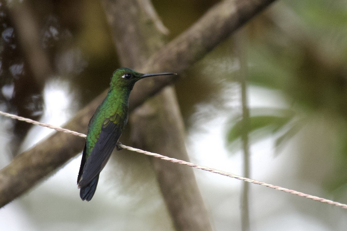 Green-crowned Brilliant - ML647062099