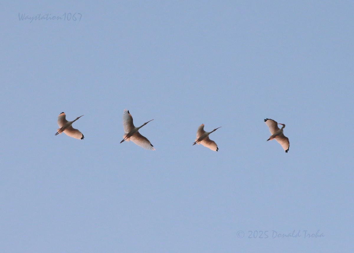 White Ibis - ML647062100