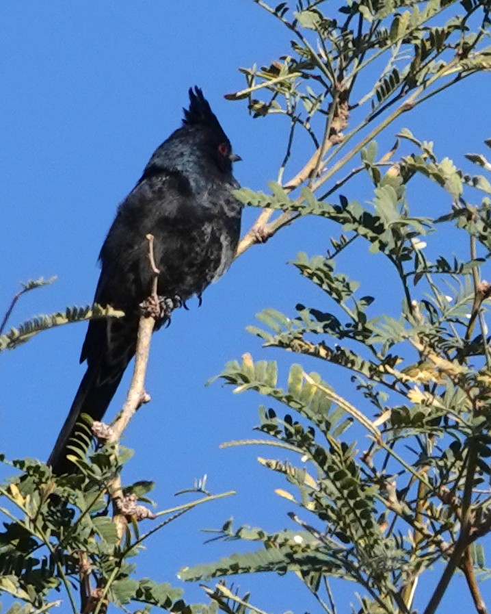 Phainopepla - ML647062107