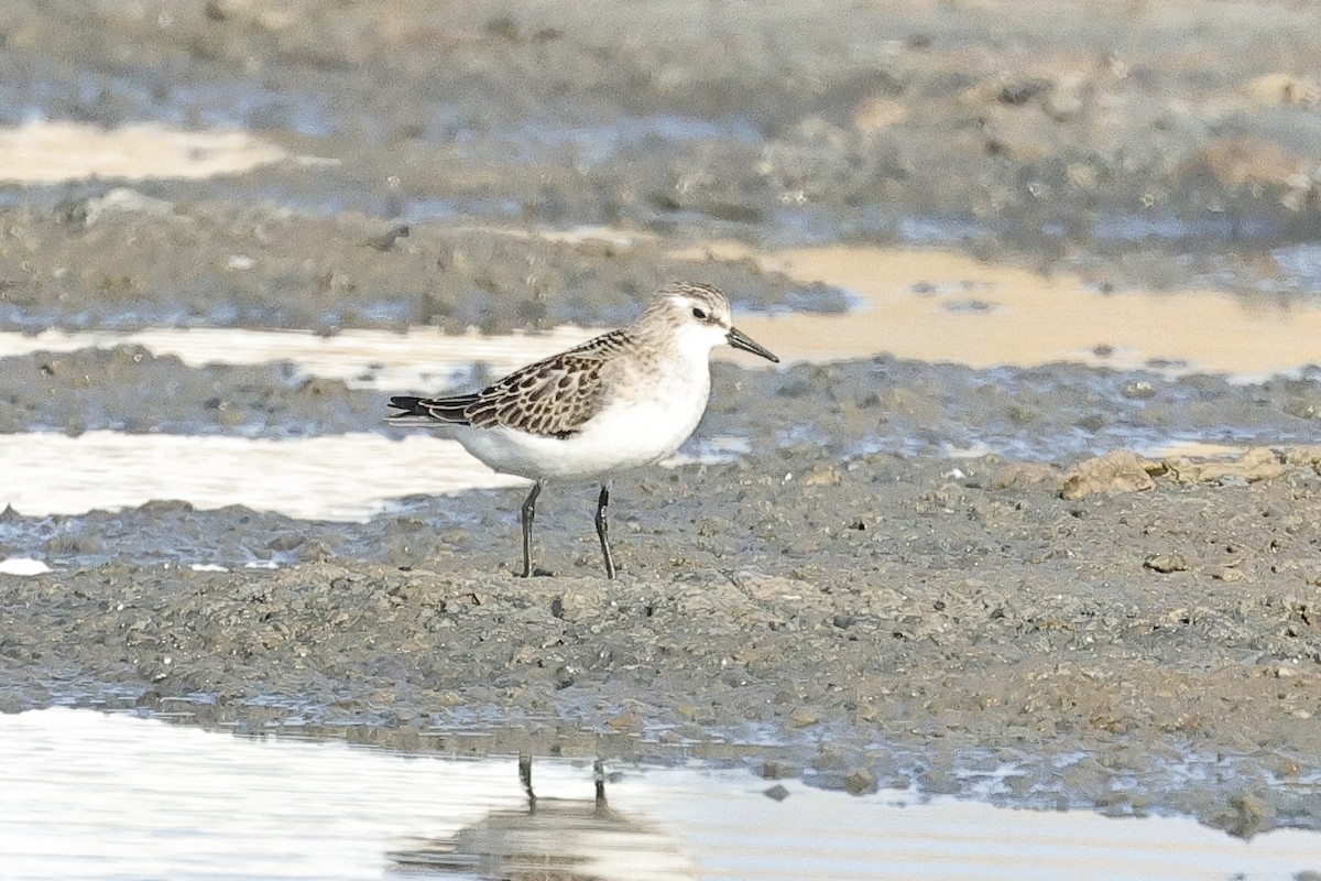 ヨーロッパトウネン - ML647062108