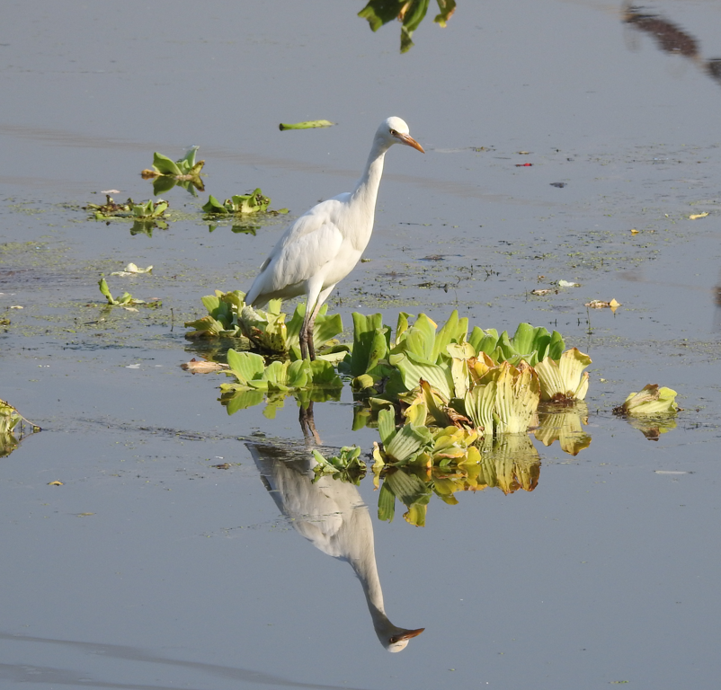 Eastern Cattle-Egret - ML647062113