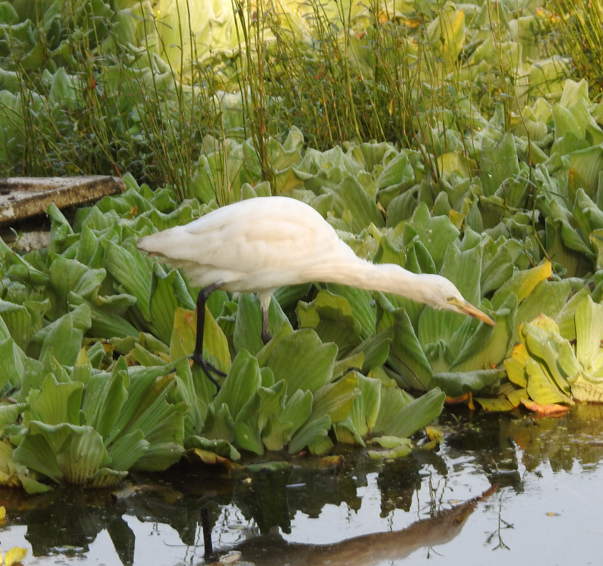 Eastern Cattle-Egret - ML647062115