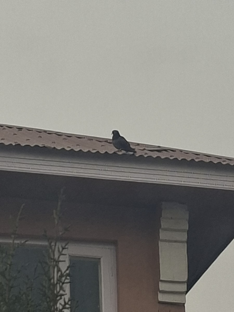 Rock Pigeon (Feral Pigeon) - ML647062116