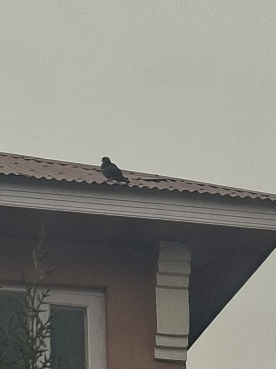 Rock Pigeon (Feral Pigeon) - ML647062117