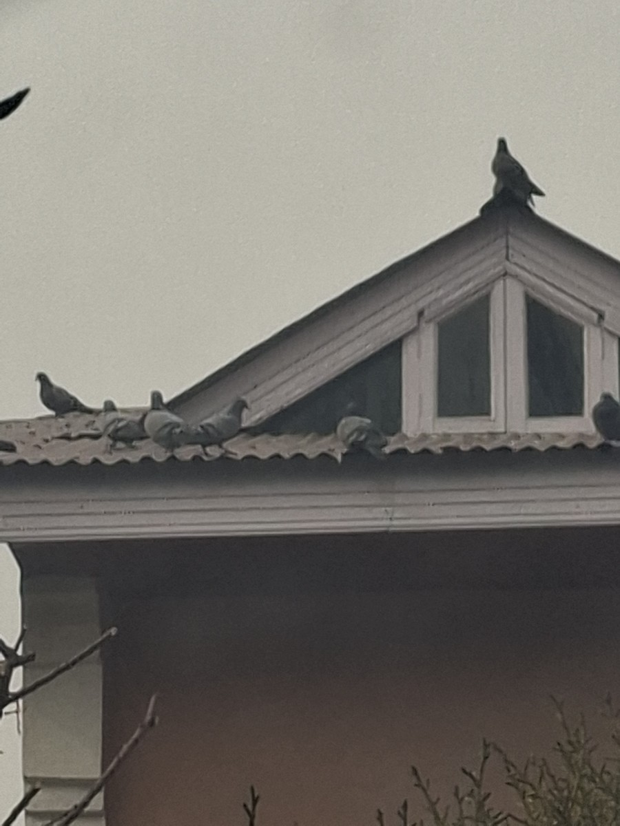 Rock Pigeon (Feral Pigeon) - ML647062118