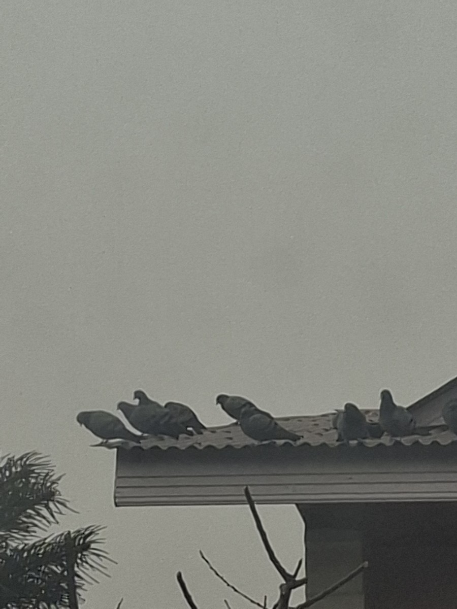 Rock Pigeon (Feral Pigeon) - ML647062119