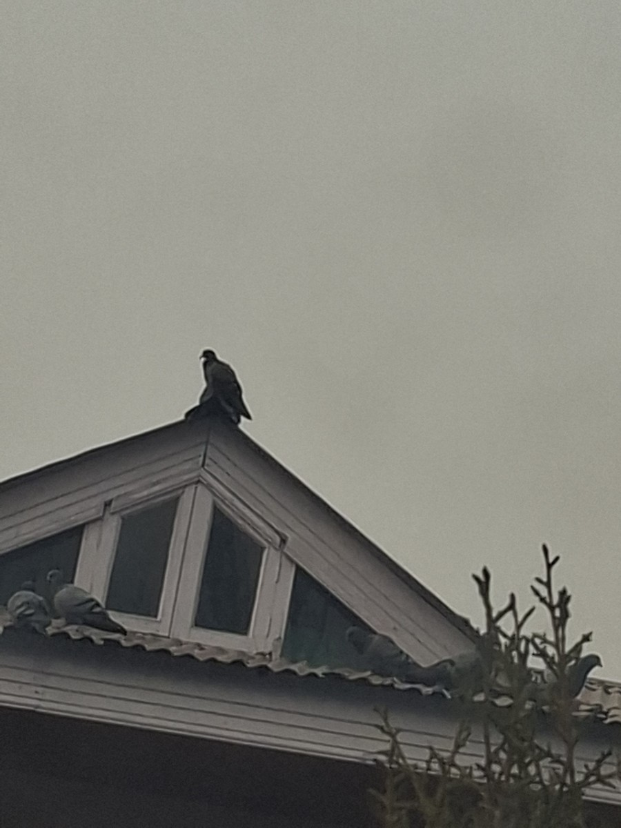 Rock Pigeon (Feral Pigeon) - ML647062120