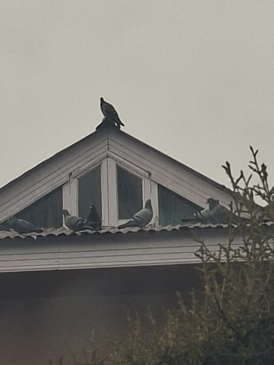 Rock Pigeon (Feral Pigeon) - ML647062121