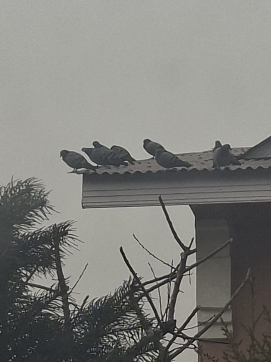 Rock Pigeon (Feral Pigeon) - ML647062122