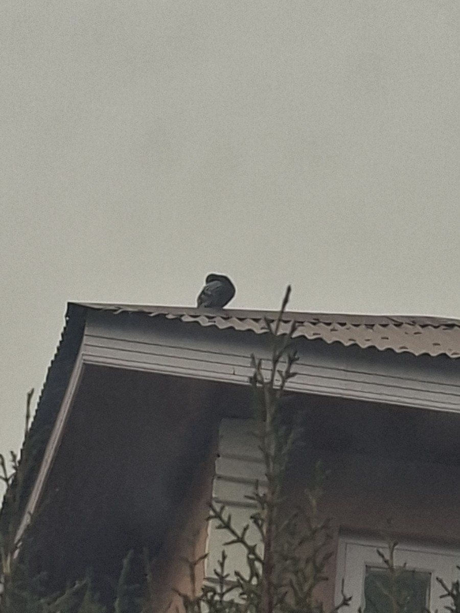 Rock Pigeon (Feral Pigeon) - ML647062123