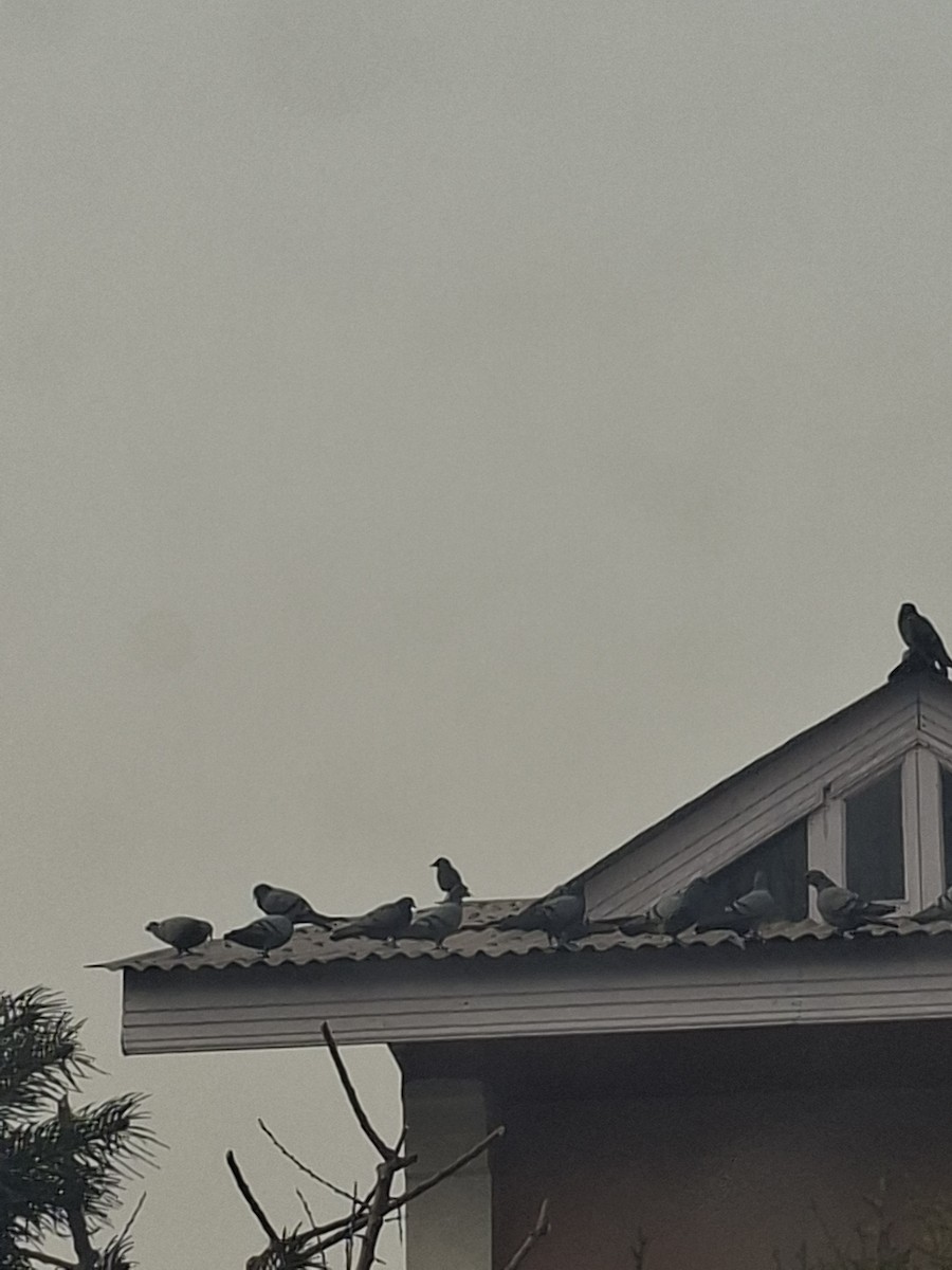 Rock Pigeon (Feral Pigeon) - ML647062124