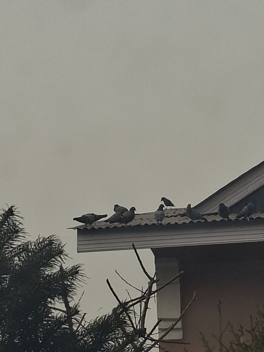 Rock Pigeon (Feral Pigeon) - ML647062125