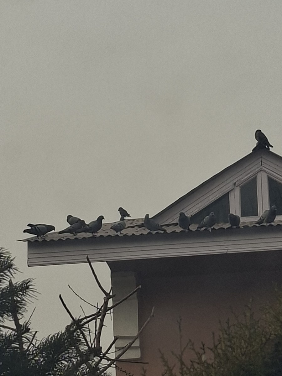 Rock Pigeon (Feral Pigeon) - ML647062126