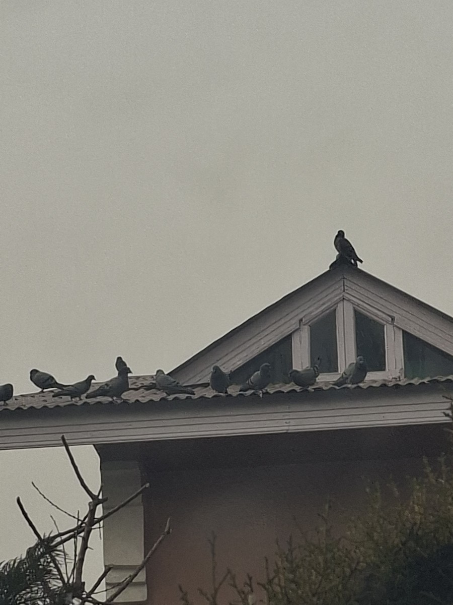 Rock Pigeon (Feral Pigeon) - ML647062127