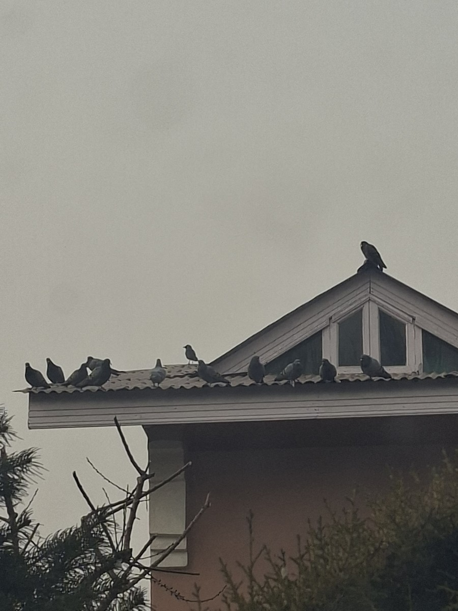 Rock Pigeon (Feral Pigeon) - ML647062129