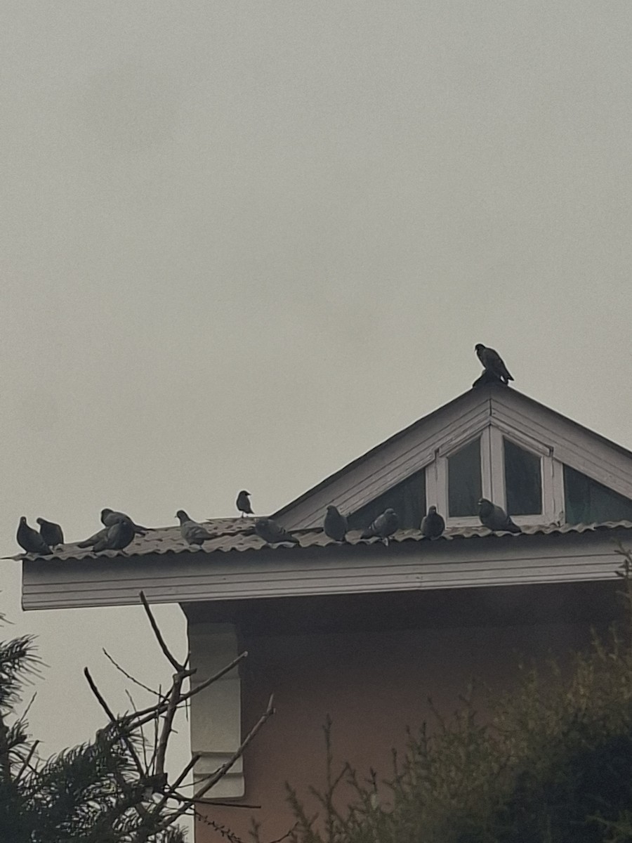 Rock Pigeon (Feral Pigeon) - ML647062130