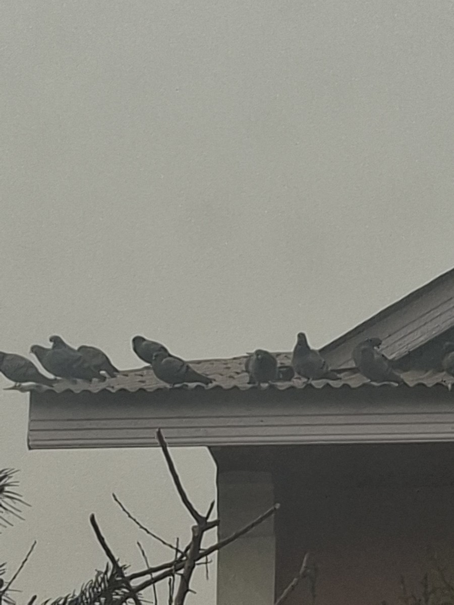 Rock Pigeon (Feral Pigeon) - ML647062131