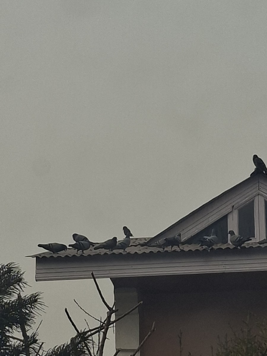 Rock Pigeon (Feral Pigeon) - ML647062132