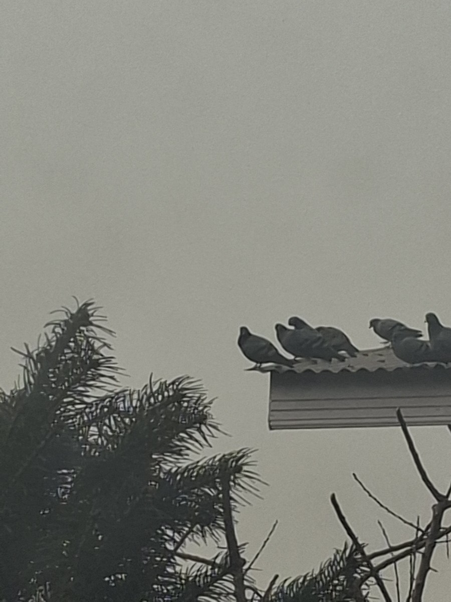 Rock Pigeon (Feral Pigeon) - ML647062133