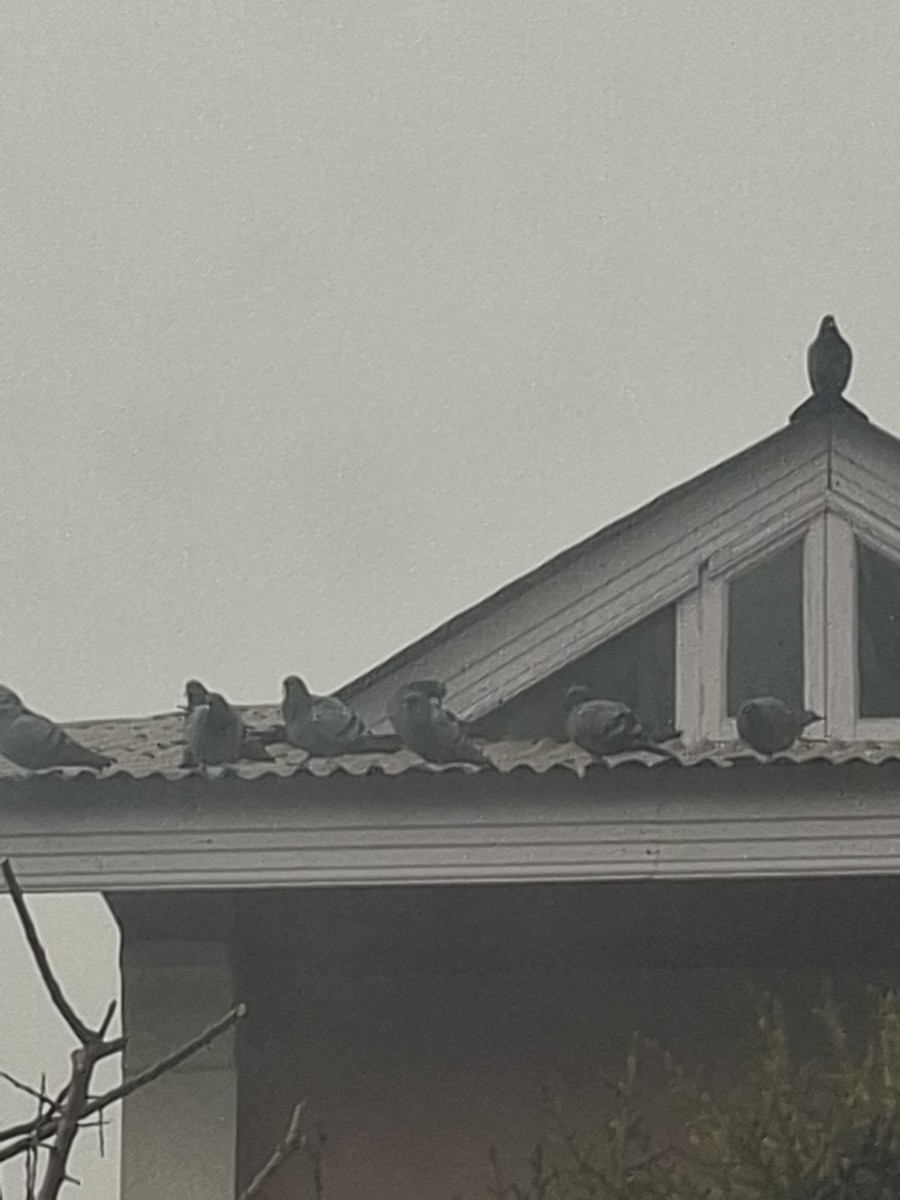 Rock Pigeon (Feral Pigeon) - ML647062134