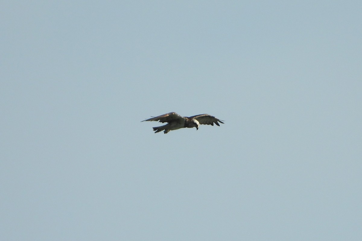 Скопа західна - ML647062146