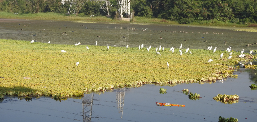 Eastern Cattle-Egret - ML647062150