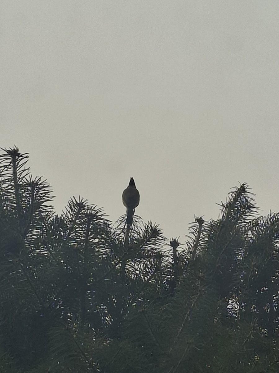 Himalayan Bulbul - ML647062157