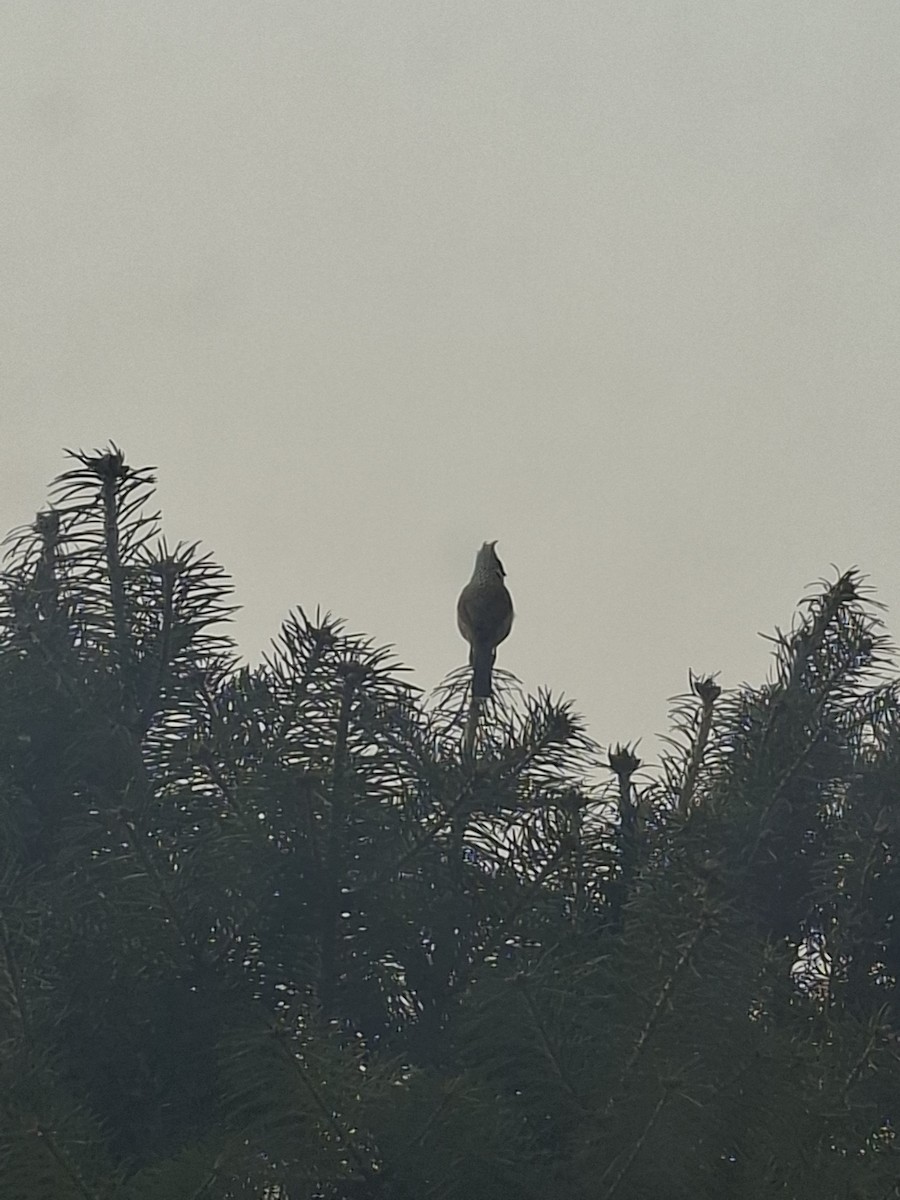 Himalayan Bulbul - ML647062158