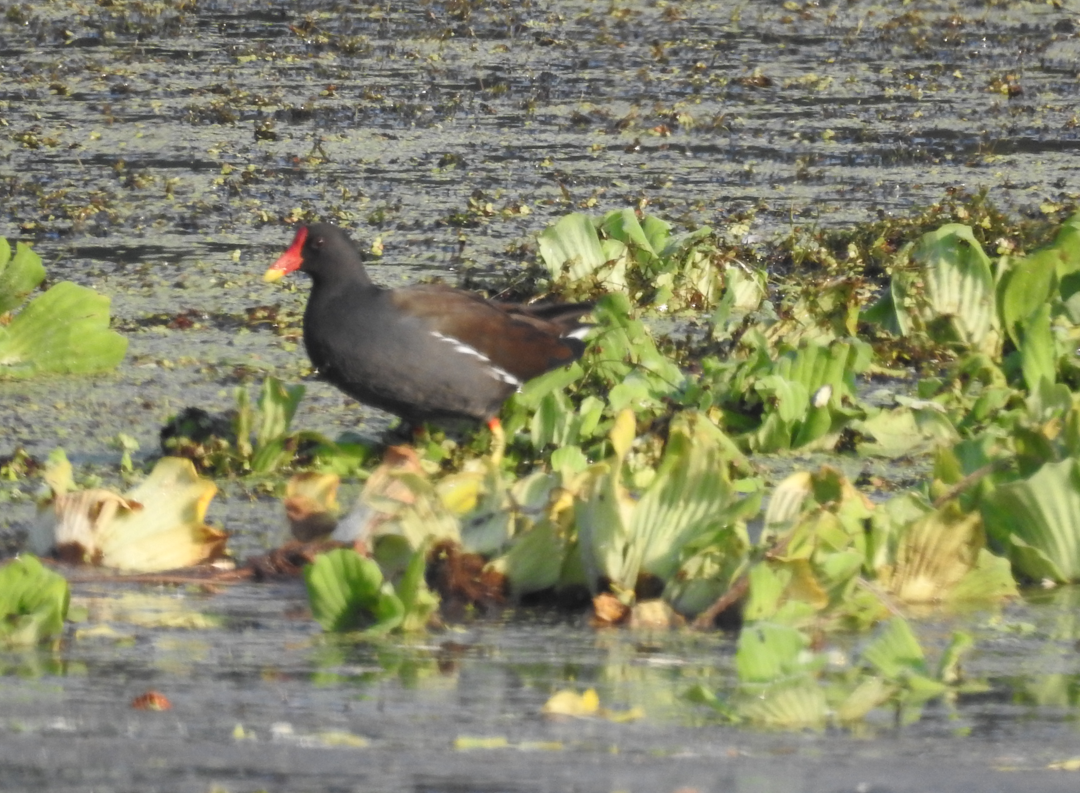 Eurasian Moorhen - ML647062159