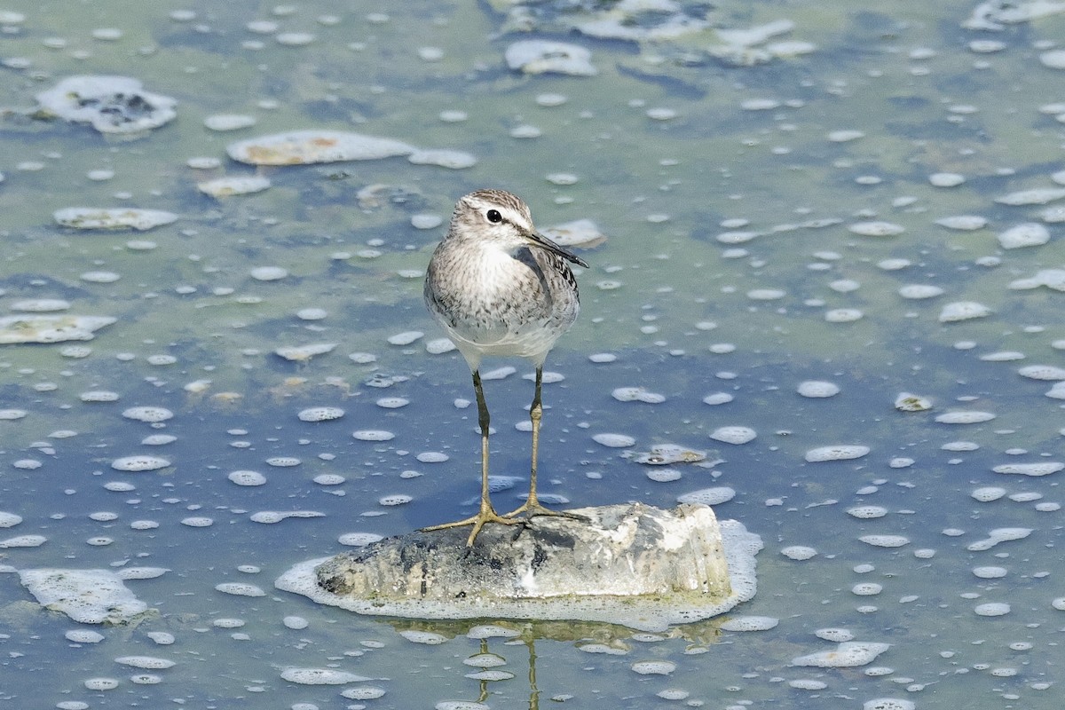 vodouš bahenní - ML647062162