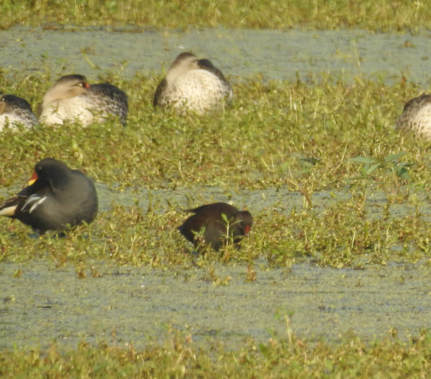 Eurasian Moorhen - ML647062163