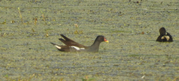 Eurasian Moorhen - ML647062164