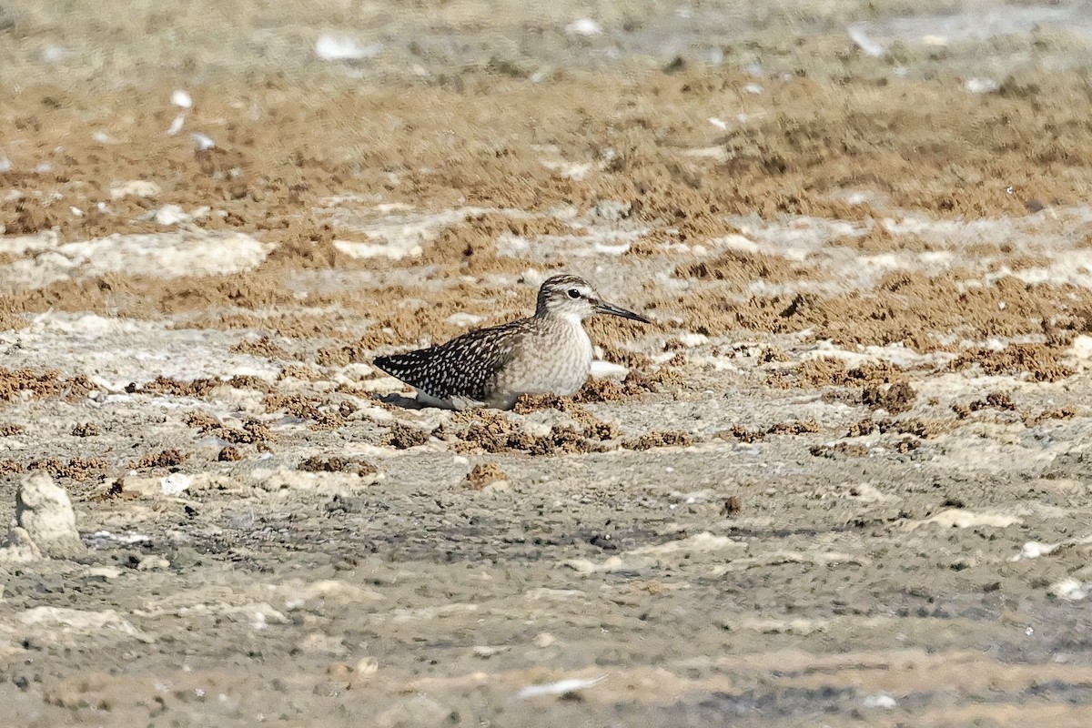 vodouš bahenní - ML647062166