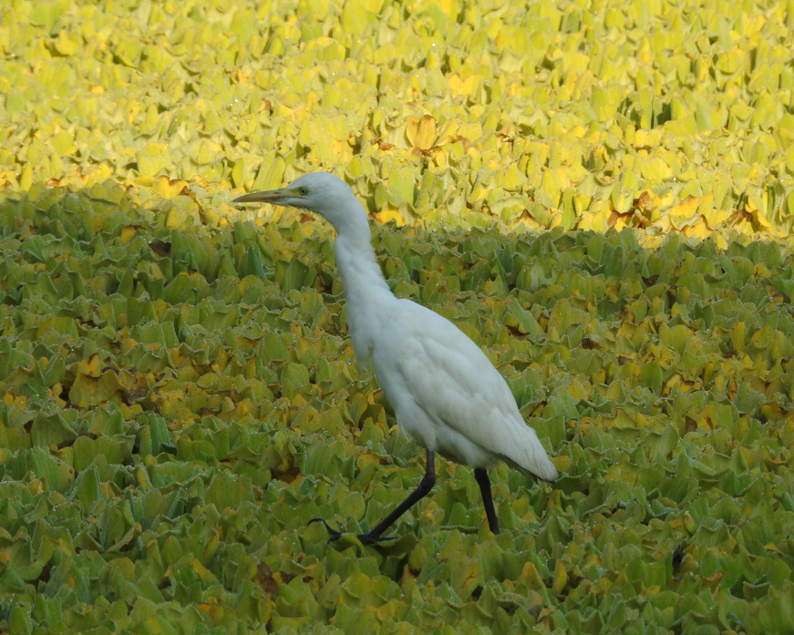Eastern Cattle-Egret - ML647062171