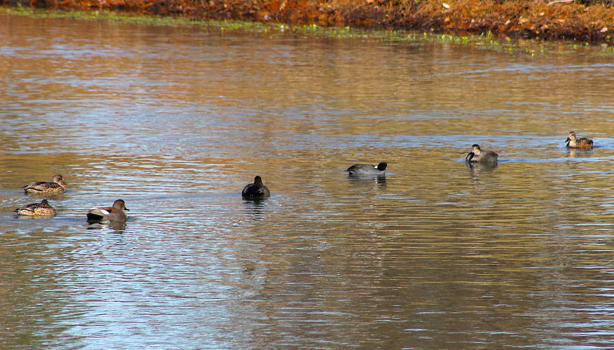 American Coot - ML647062176