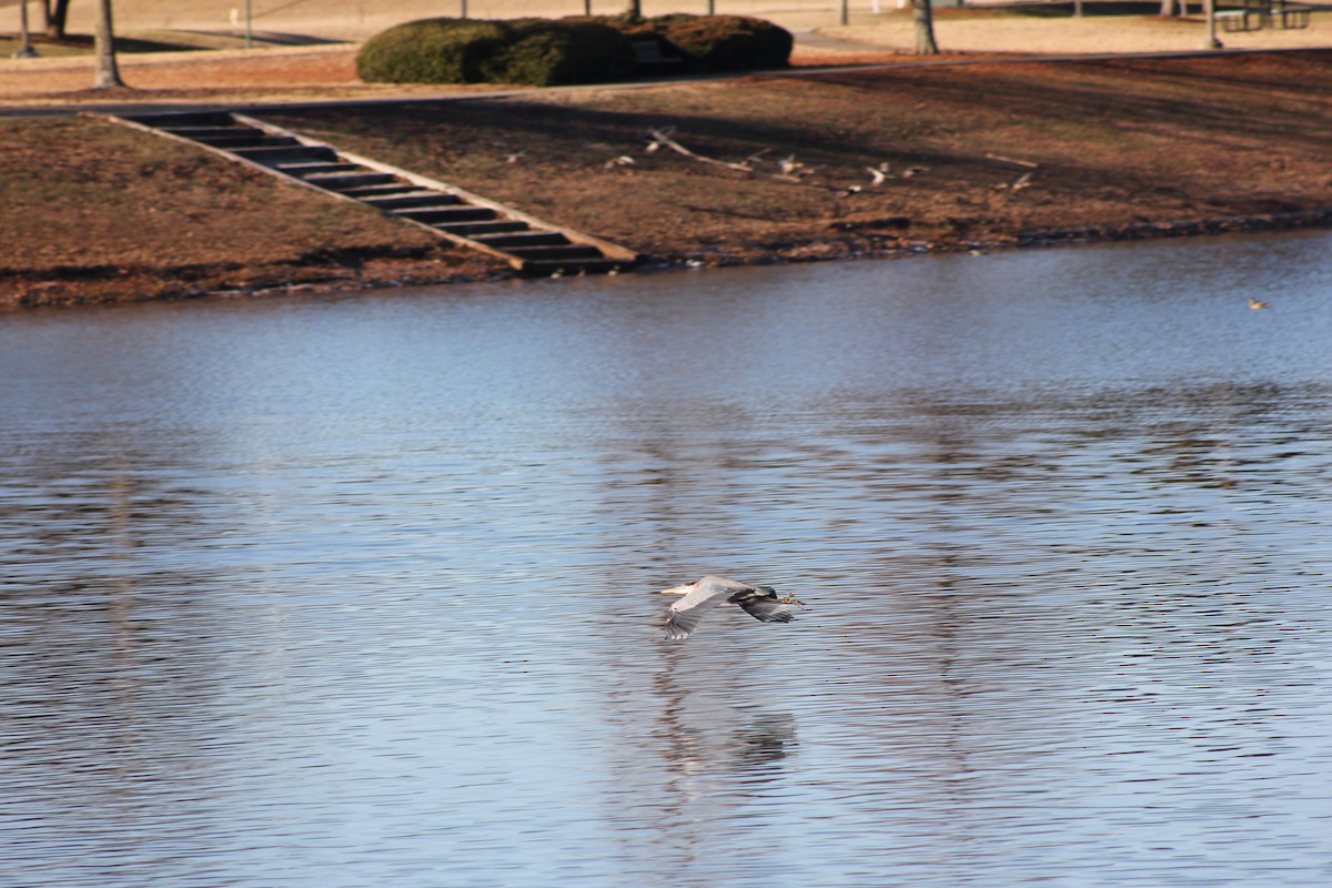 Great Blue Heron - ML647062190