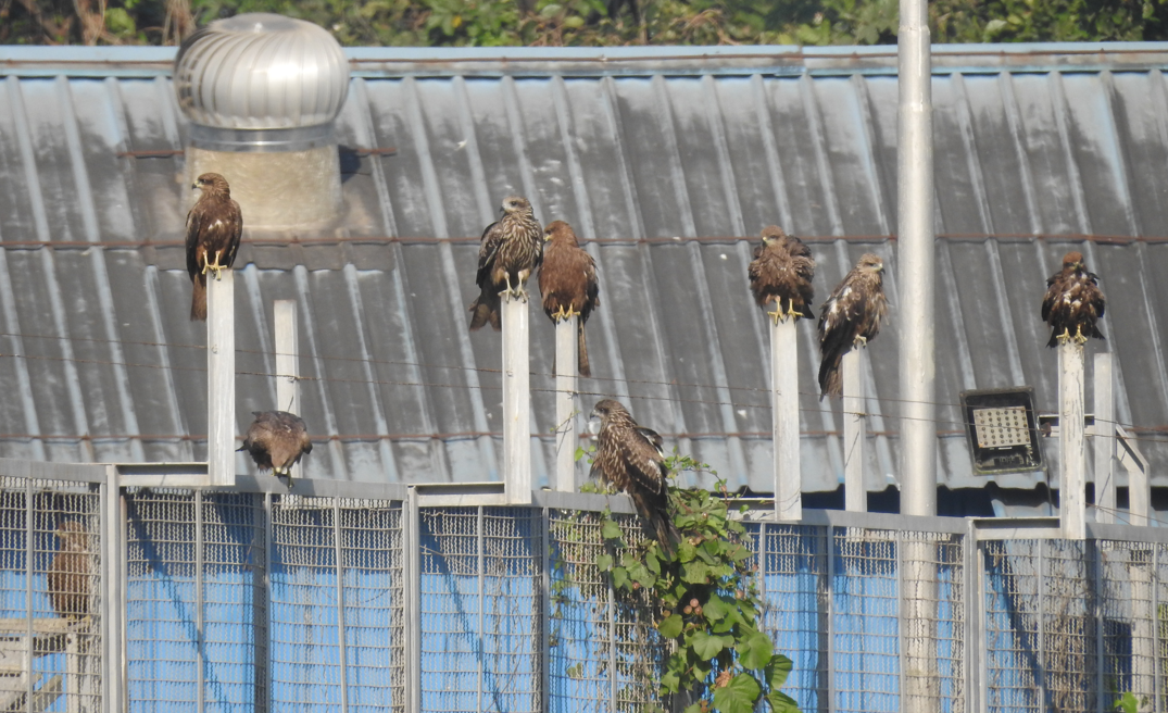 Black Kite - ML647062191