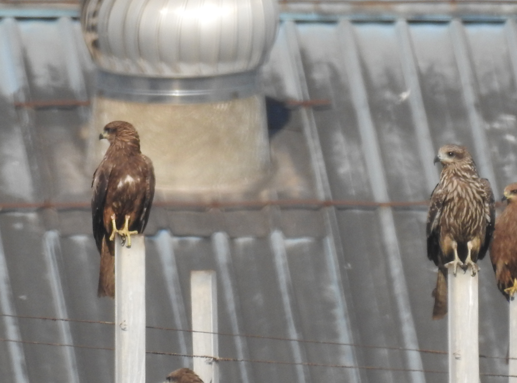 Black Kite - ML647062192