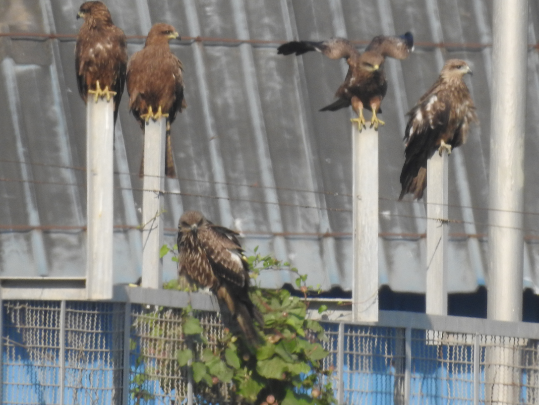 Black Kite - ML647062193