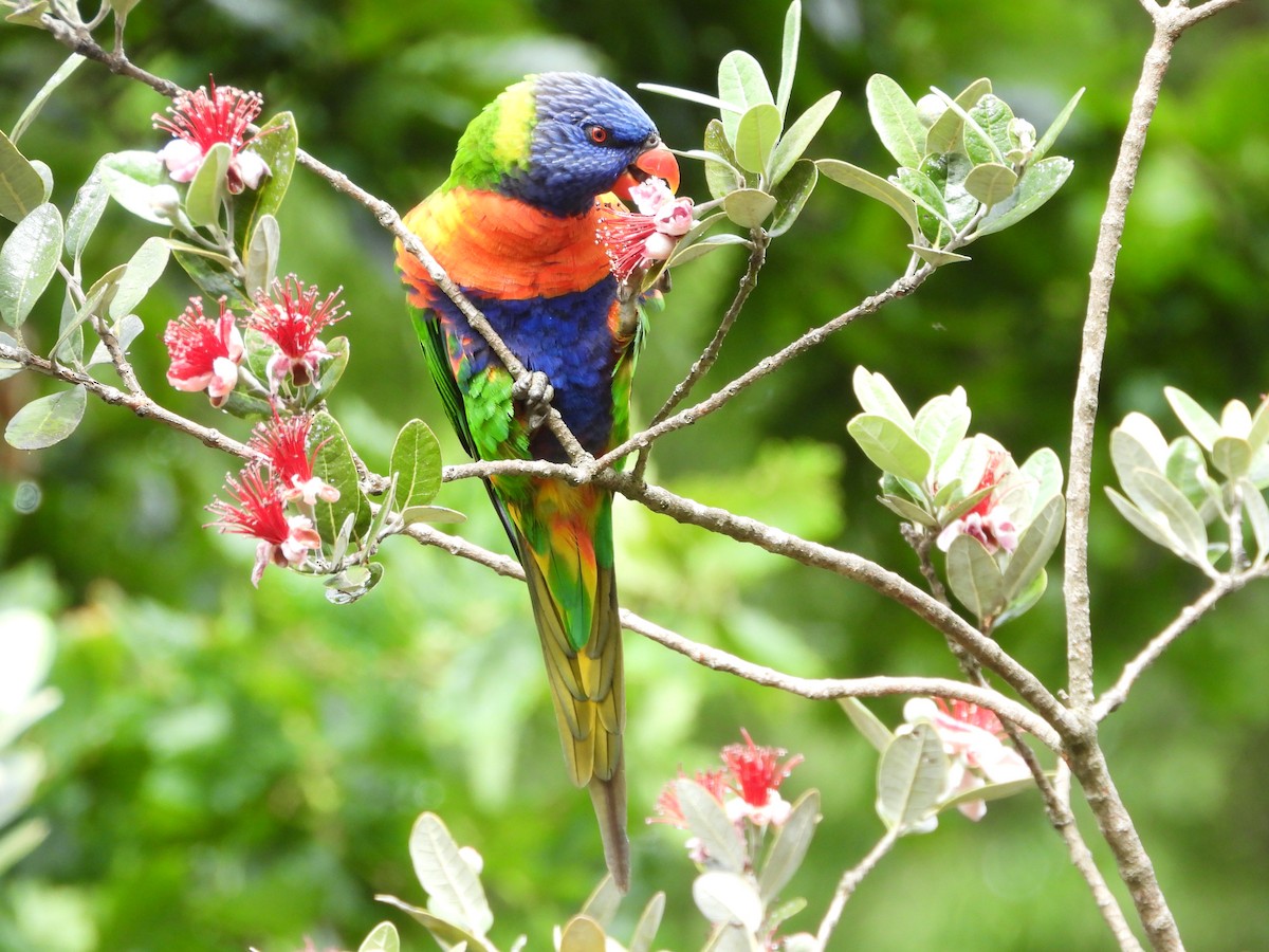Лорікет синьоголовий - ML647062210