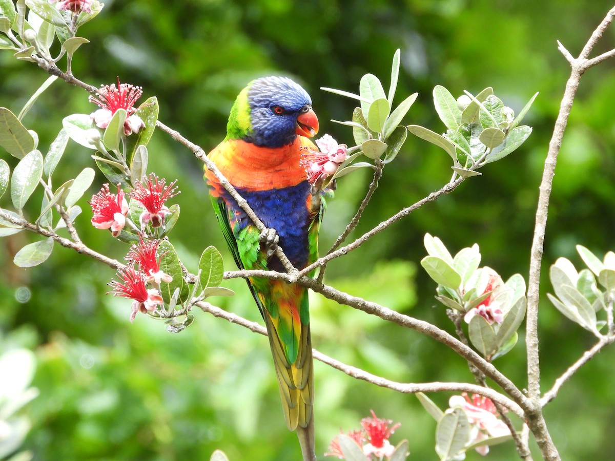 Лорікет синьоголовий - ML647062244
