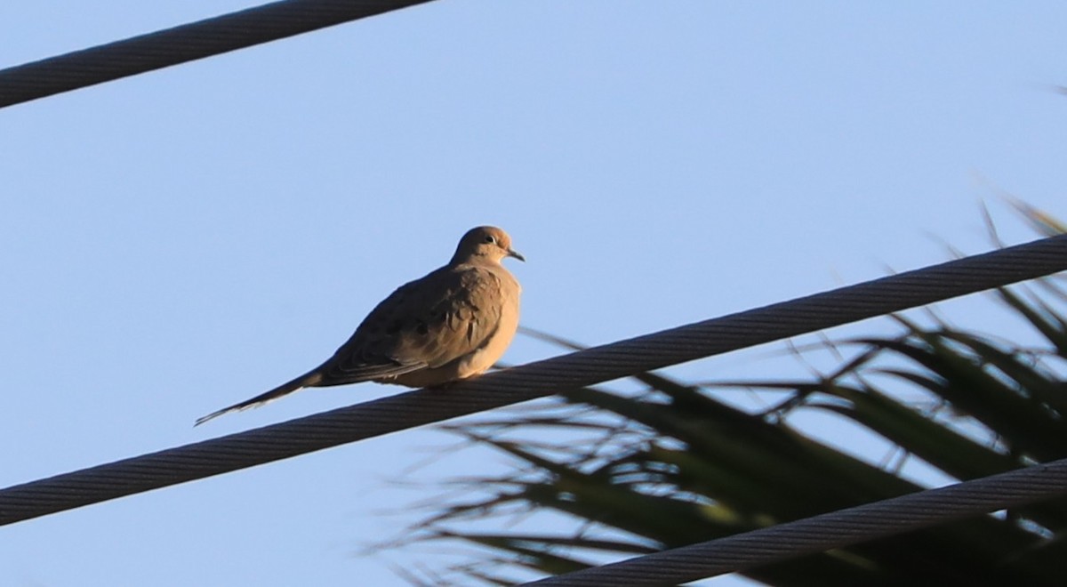 Zenaida Huilota - ML647062248