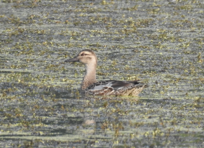 Garganey - ML647062249