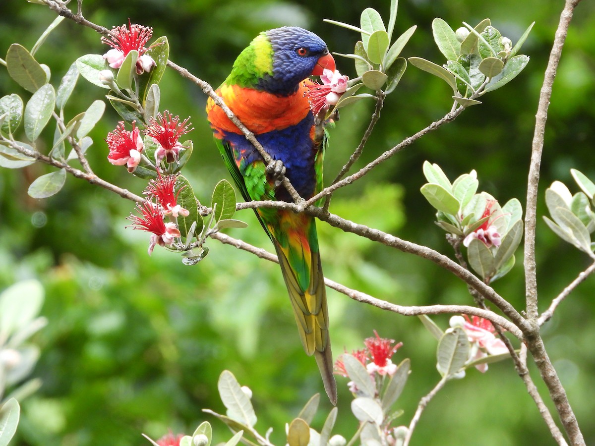 Лорікет синьоголовий - ML647062250