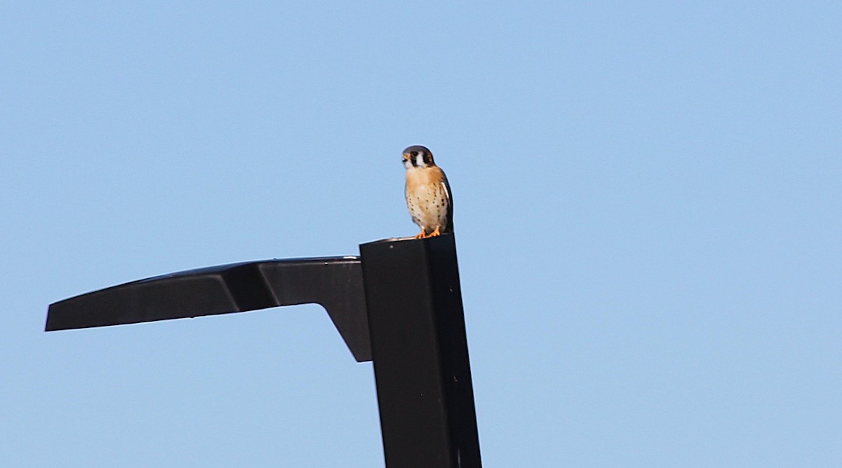 American Kestrel - ML647062251