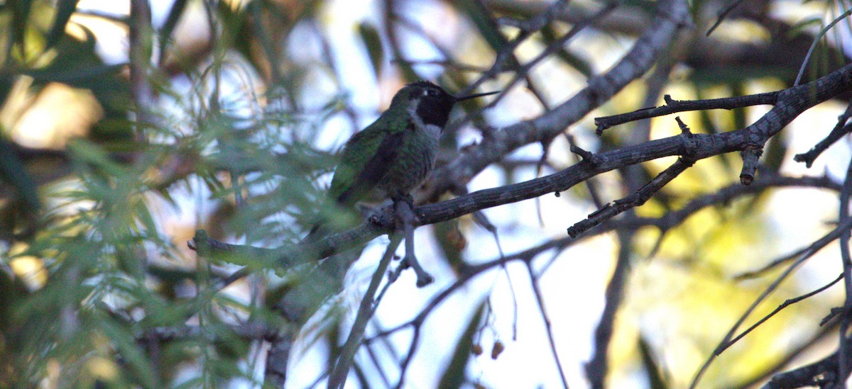 Colibrí de Anna - ML647062252