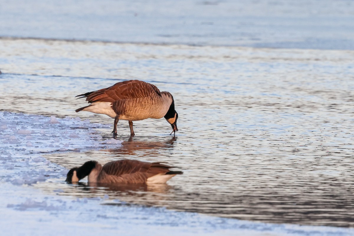 berneška velká - ML647062253